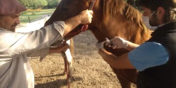 Nuevos controles marcan un antes y un después en el bienestar de los caballos