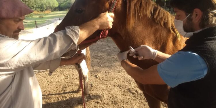 Nuevos controles marcan un antes y un después en el bienestar de los caballos
