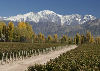 Fuerte respaldo a la desalcoholización: la OIV destacó las ventajas de “innovar” en la producción de vinos