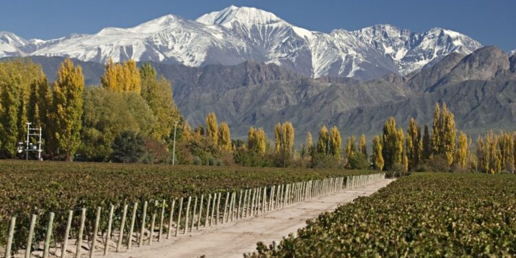 Fuerte respaldo a la desalcoholización: la OIV destacó las ventajas de “innovar” en la producción de vinos