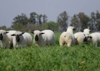 La carne ovina busca crecer en la dieta de los argentinos