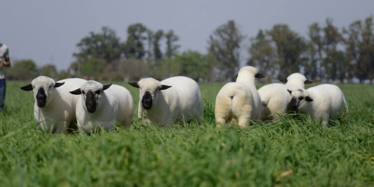 La carne ovina busca crecer en la dieta de los argentinos