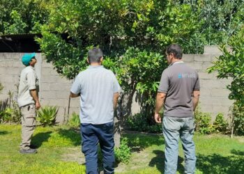 Avance histórico contra el HLB: implicancias para la producción de limón en Tucumán