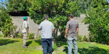 Avance histórico contra el HLB: implicancias para la producción de limón en Tucumán