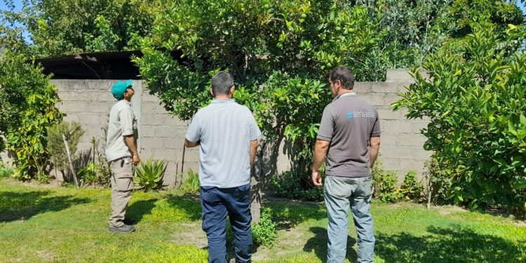 Avance histórico contra el HLB: implicancias para la producción de limón en Tucumán
