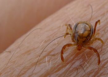 Detectan una peligrosa garrapata en Entre Ríos: ¿qué es la fiebre manchada y cómo afecta a los humanos?