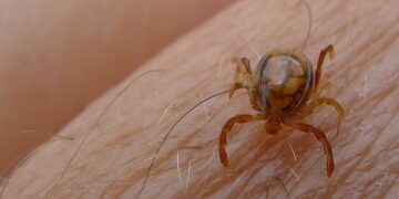 Detectan una peligrosa garrapata en Entre Ríos: ¿qué es la fiebre manchada y cómo afecta a los humanos?