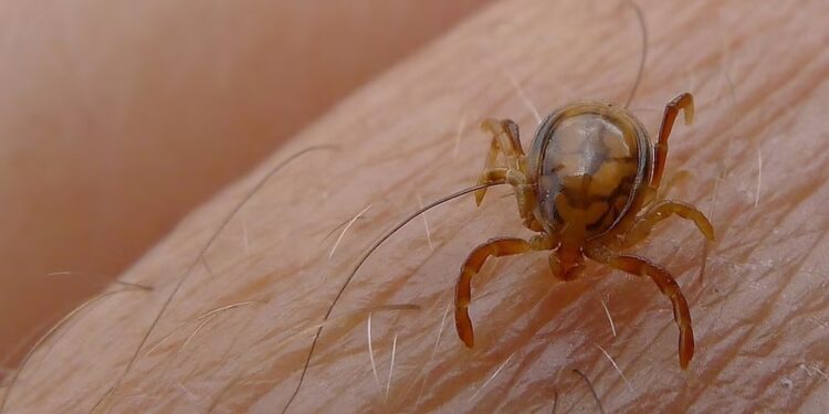 Detectan una peligrosa garrapata en Entre Ríos: ¿qué es la fiebre manchada y cómo afecta a los humanos?