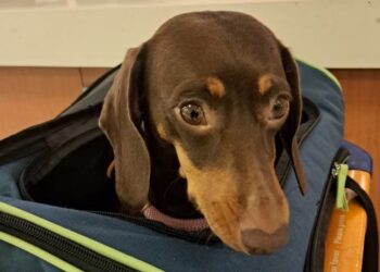 Si vas a viajar al exterior con mascotas te dejamos una guía práctica