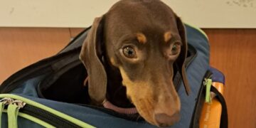 Si vas a viajar al exterior con mascotas te dejamos una guía práctica