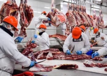 En Argentina sube la faena bovina general pero baja la de hembras