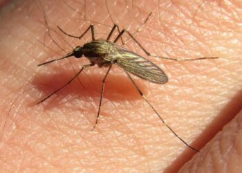 Cáscara del maní: la nueva esperanza contra el dengue