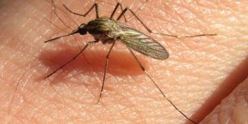 Cáscara del maní: la nueva esperanza contra el dengue