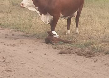 Delitos Rurales actuó rápido y evitó el robo de un ternero en Tucumán, pero hay preocupación entre los productores