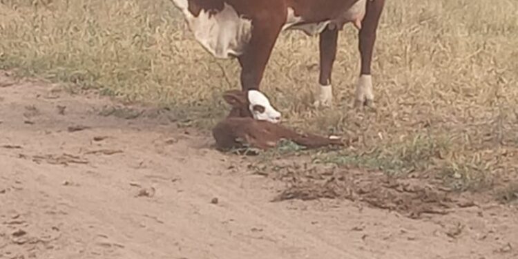 Delitos Rurales actuó rápido y evitó el robo de un ternero en Tucumán, pero hay preocupación entre los productores
