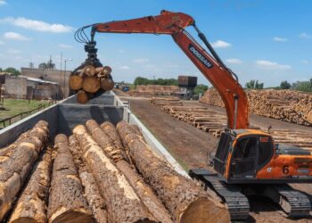 Con el Mercosur como guía, Argentina busca jugar en las grandes ligas del negocio forestal