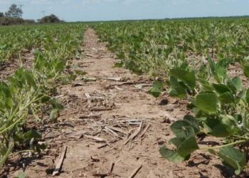 Sequía y tormentas: dos caras del clima extremo en Argentina