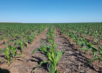 La otra cara del maíz: la chicharrita marcó una campaña en la que se disparó el uso de insecticidas