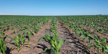 La otra cara del maíz: la chicharrita marcó una campaña en la que se disparó el uso de insecticidas