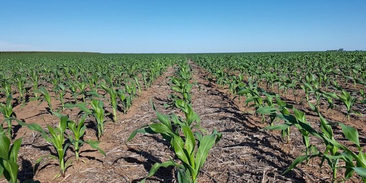La otra cara del maíz: la chicharrita marcó una campaña en la que se disparó el uso de insecticidas