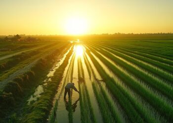 Crecimiento récord y desafíos inesperados en la siembra del arroz