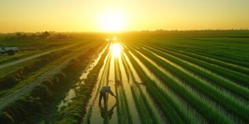 Crecimiento récord y desafíos inesperados en la siembra del arroz