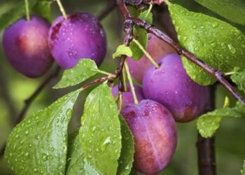Ciruelas mendocinas: un éxito en todo el mundo
