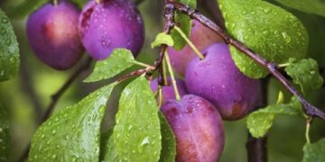 Ciruelas mendocinas: un éxito en todo el mundo