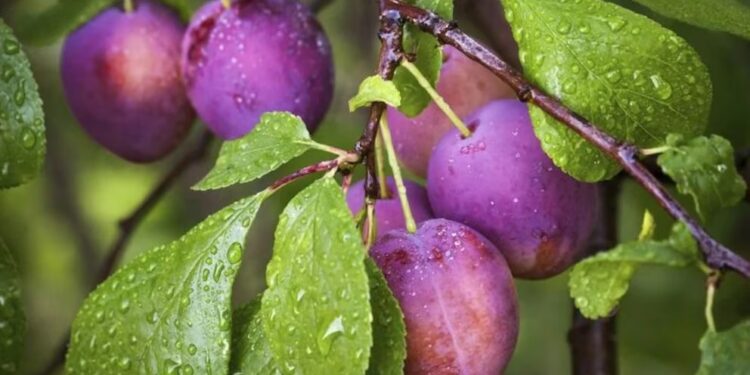 Ciruelas mendocinas: un éxito en todo el mundo