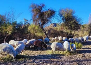 La genética podría salvar a las ovejas criollas del NOA