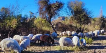 La genética podría salvar a las ovejas criollas del NOA