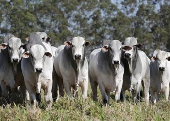 En Brasil, la trazabilidad bovina será gradual y obligatoria a partir de 2027