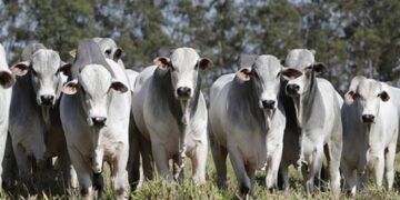 En Brasil, la trazabilidad bovina será gradual y obligatoria a partir de 2027
