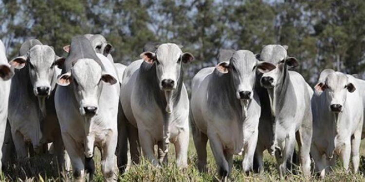 En Brasil, la trazabilidad bovina será gradual y obligatoria a partir de 2027