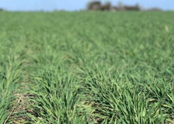 INTA presentó una nueva cebada forrajera: “Resiste a la principal plaga de los verdeos de invierno”