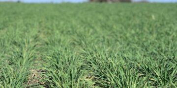INTA presentó una nueva cebada forrajera: “Resiste a la principal plaga de los verdeos de invierno”