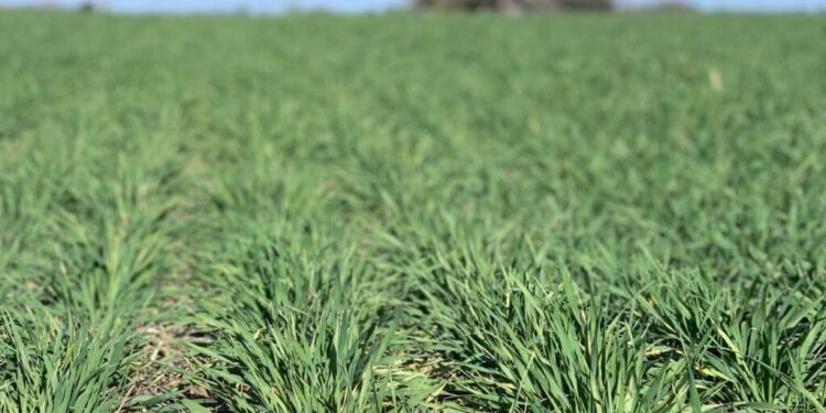 INTA presentó una nueva cebada forrajera: “Resiste a la principal plaga de los verdeos de invierno”
