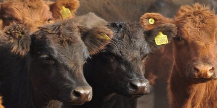 Novillo Mercosur: las subas en Brasil le dan firmeza al valor medio