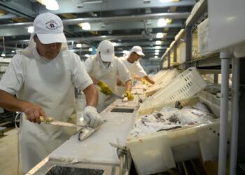 Mar del Plata: una planta procesadora para “acercar” el consumo de pescado a los más chicos
