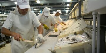 Mar del Plata: una planta procesadora para “acercar” el consumo de pescado a los más chicos
