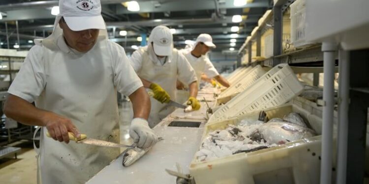 Mar del Plata: una planta procesadora para “acercar” el consumo de pescado a los más chicos
