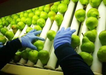 Peras y manzanas: la cosecha espera que “repunte” Brasil y que el calor no mate el sueño exportador