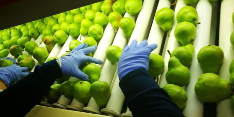 Peras y manzanas: la cosecha espera que “repunte” Brasil y que el calor no mate el sueño exportador