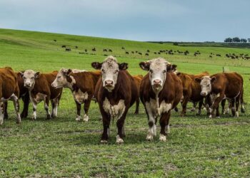 La revolución del pasto: una herramienta clave para la ganadería sostenible