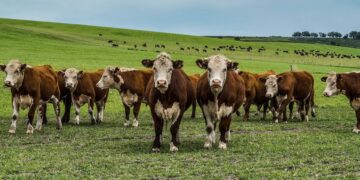 La revolución del pasto: una herramienta clave para la ganadería sostenible
