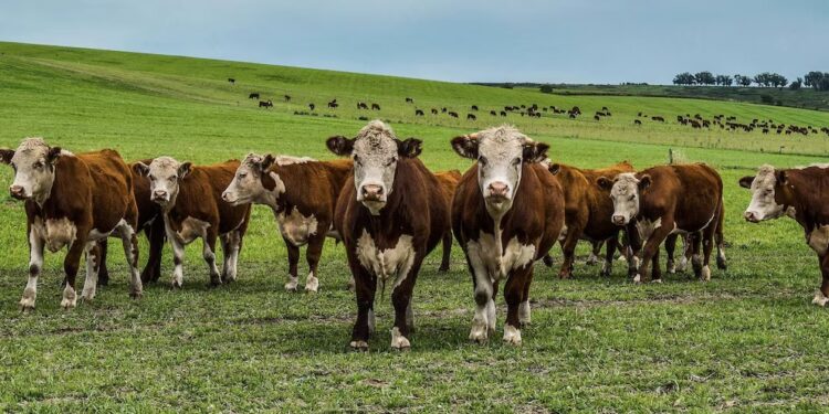 La revolución del pasto: una herramienta clave para la ganadería sostenible