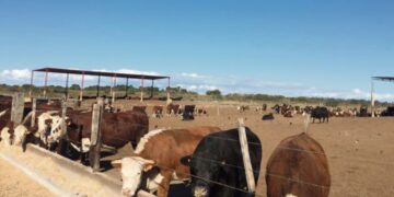 En Uruguay presentan denuncia penal contra titular de Conexión Ganadera