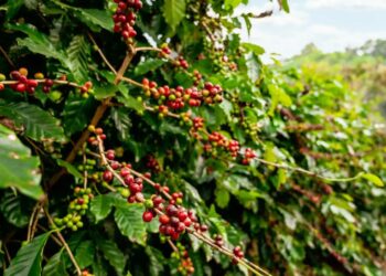El 2025 arrancó movido para el café, con frentes de tormenta desde EEUU, Colombia y Brasil