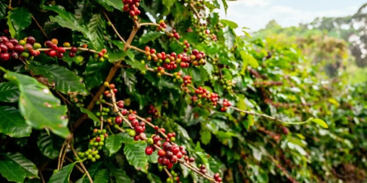 El 2025 arrancó movido para el café, con frentes de tormenta desde EEUU, Colombia y Brasil