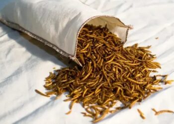 Nuevas proteínas: en España construirán una mega fábrica de insectos y buscan posicionarse en Argentina